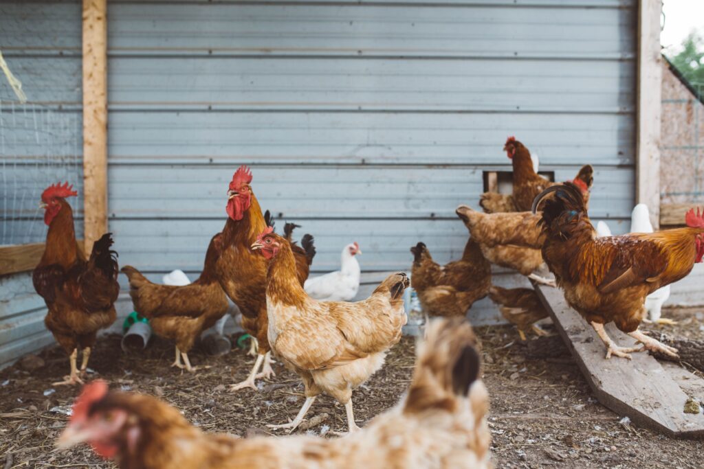 Le uova da galline allevate “a terra” sono una buona scelta?